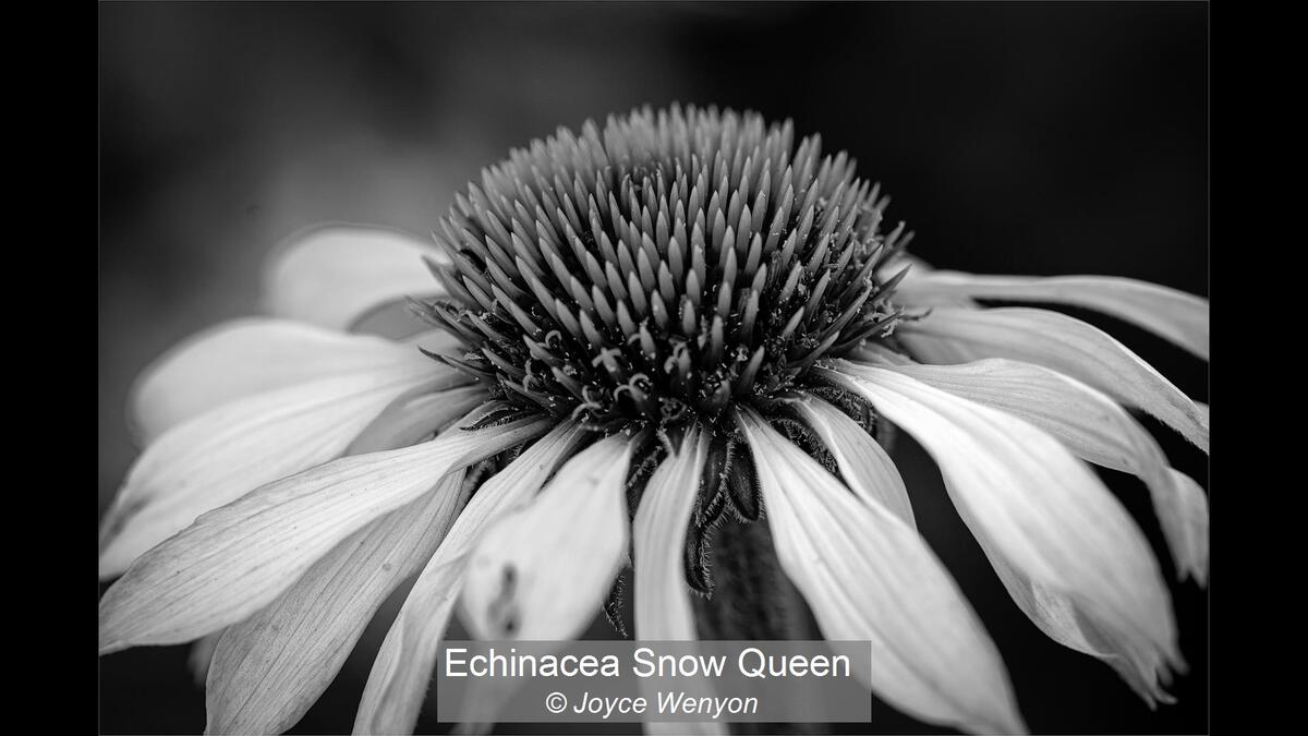 19_Echinacea Snow Queen_Joyce Wenyon